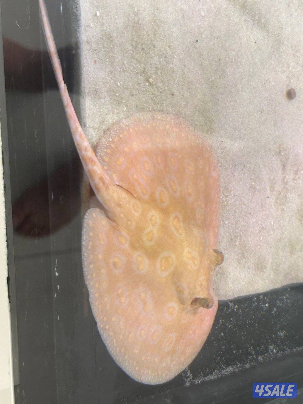 لخمه البينو مستوا صعب نثيه1