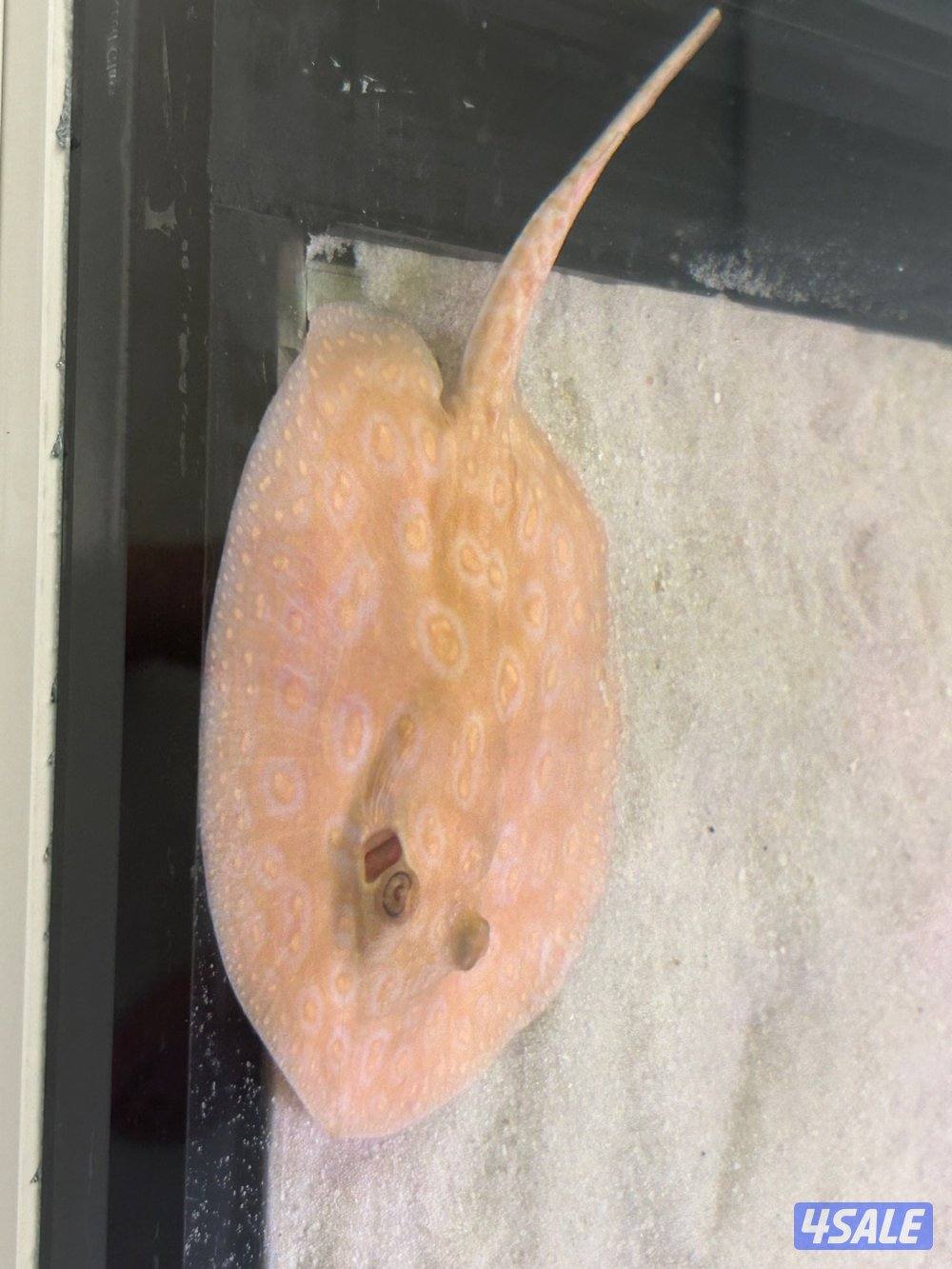 لخمه البينو مستوا صعب نثيه2