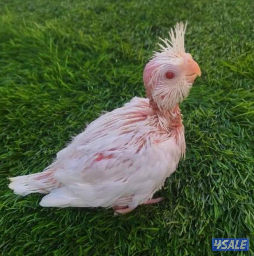 فروخ كروان متعلمين على العس وبصحة ممتازه0