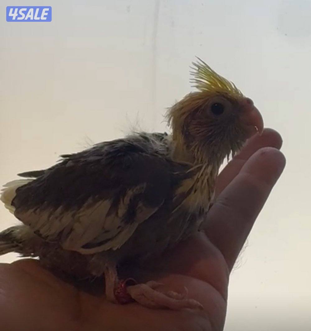 فروخ كروان متعلمين على العس وبصحة ممتازه1