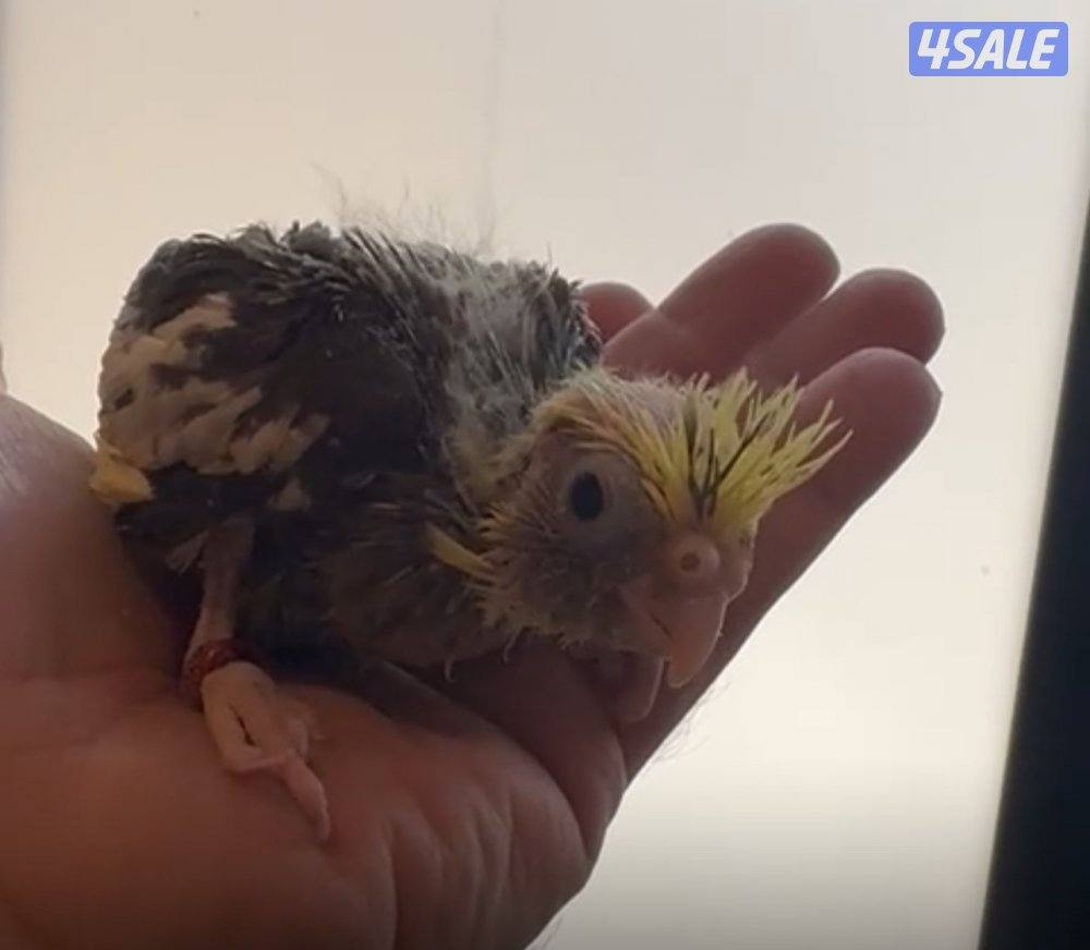 فروخ كروان متعلمين على العس وبصحة ممتازه2