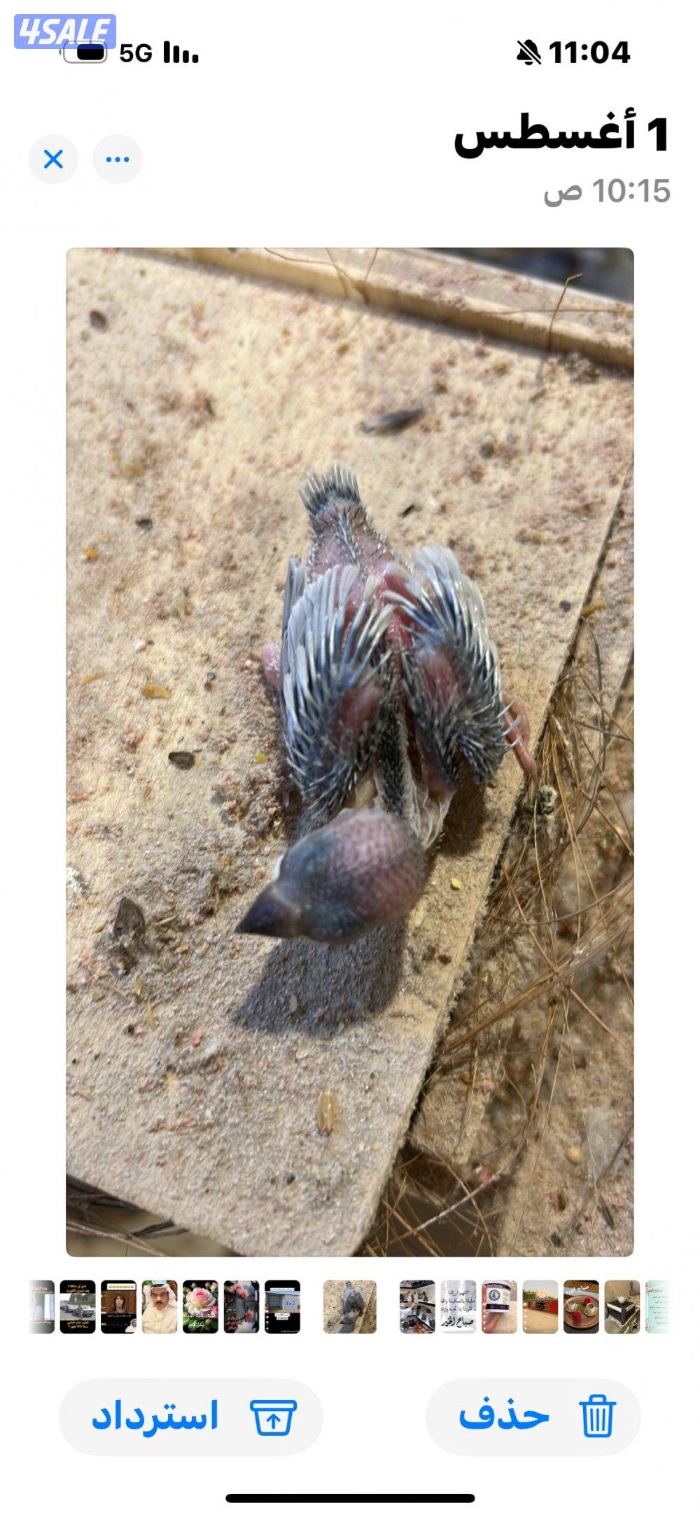 فرخ  جاوا . عمر اسبوعين1