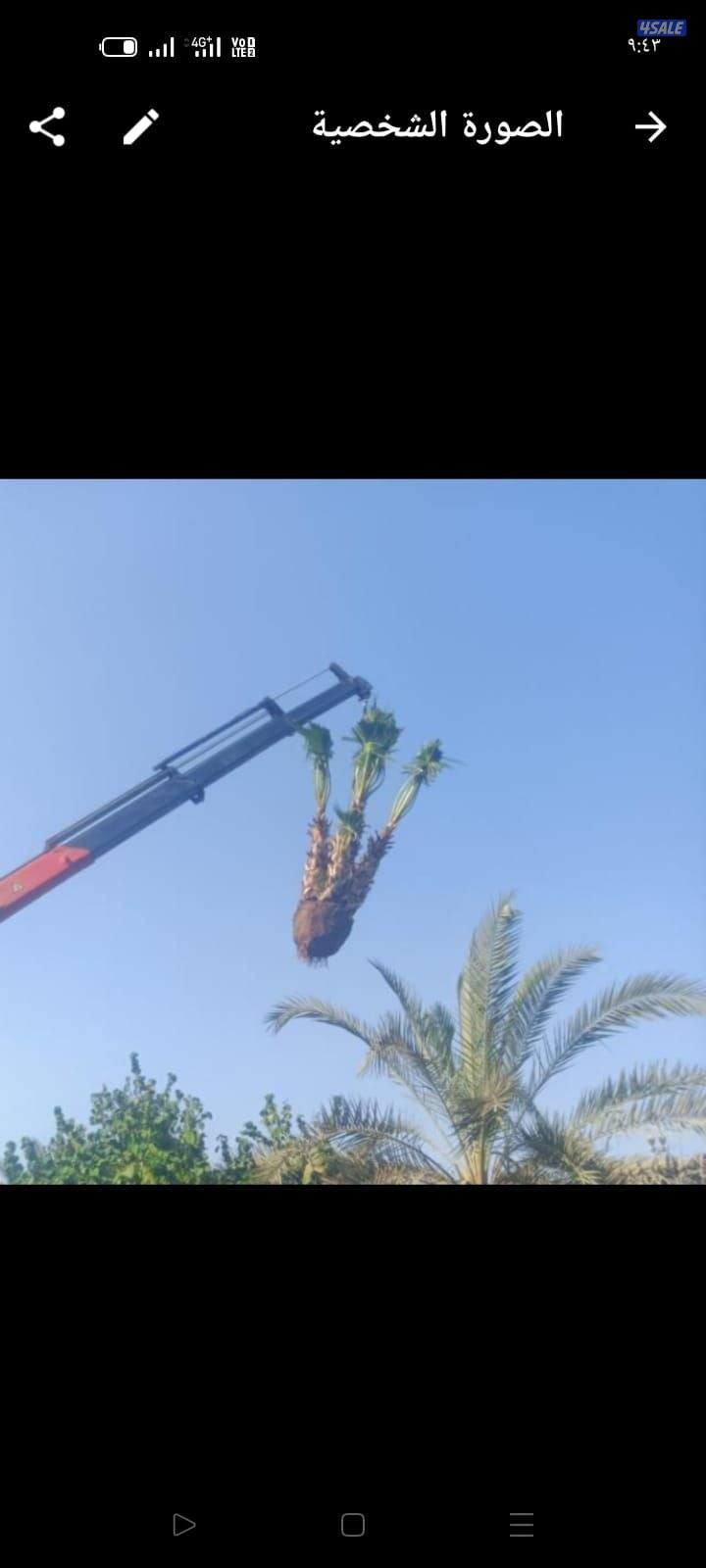 اهوازى نخيل وتنظيف وتكريب وشيل نخل جميع مناطق الكويت 🇰🇼1