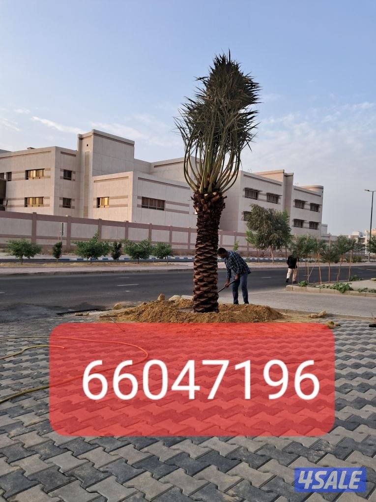 اهوازى نخيل وتنظيف وتكريب وشيل نخل جميع مناطق الكويت 🇰🇼2