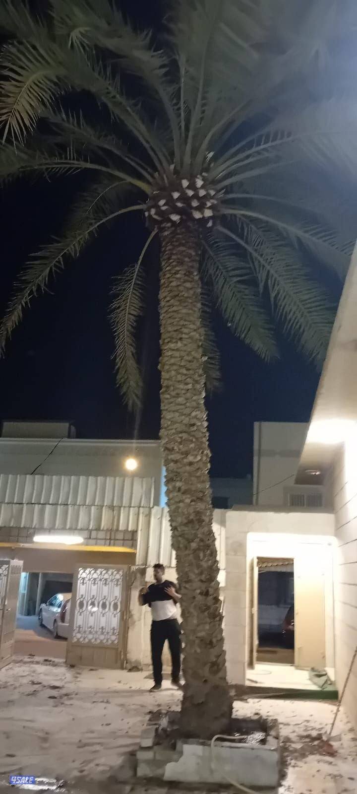 اهوازى نخيل وتنظيف وتكريب وشيل نخل جميع مناطق الكويت 🇰🇼4