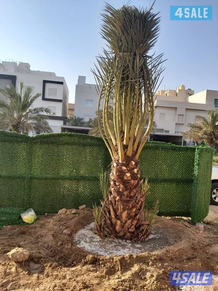 اهوازى نخيل وتنظيف وتكريب وشيل نخل جميع مناطق الكويت 🇰🇼3