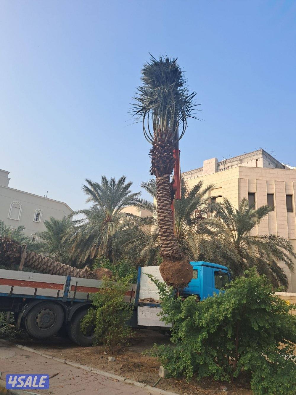 اهوازى نخيل وتنظيف وتكريب وشيل نخل جميع مناطق الكويت 🇰🇼6