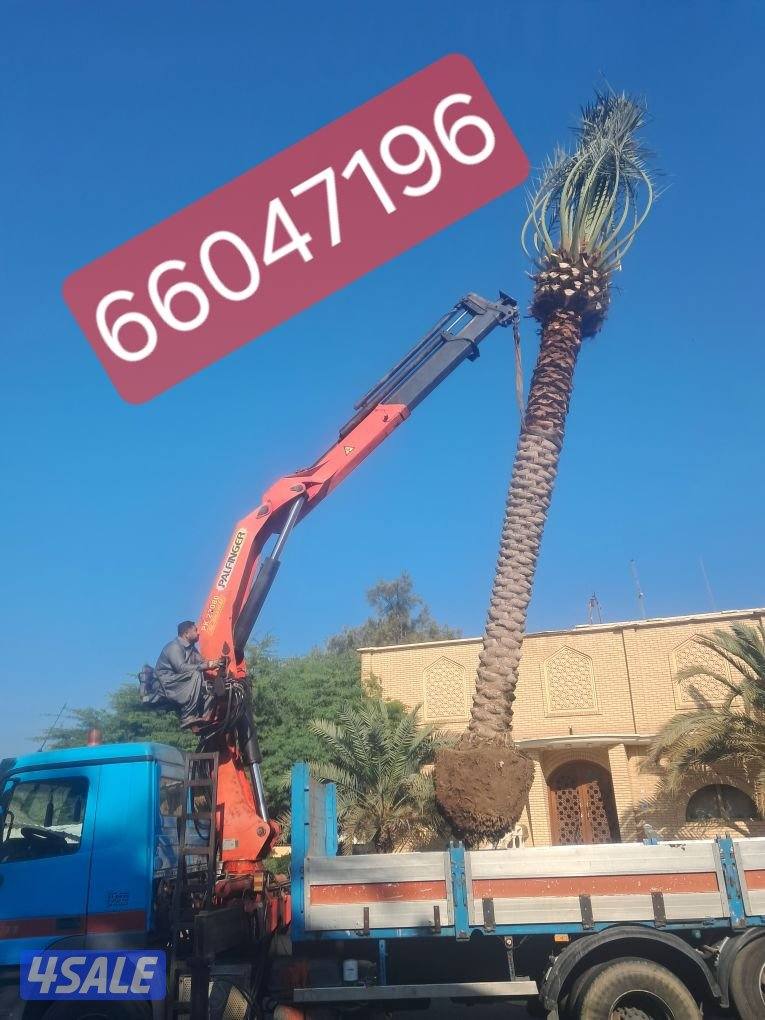 اهوازى نخيل وتنظيف وتكريب وشيل نخل جميع مناطق الكويت 🇰🇼5