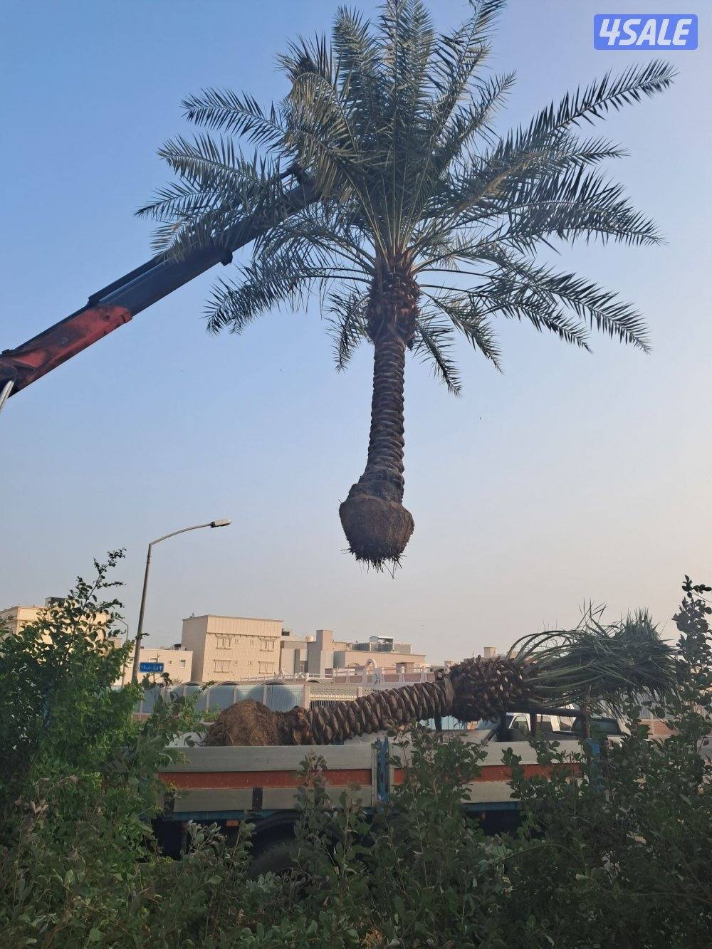 اهوازى نخيل وتنظيف وتكريب وشيل نخل جميع مناطق الكويت 🇰🇼7