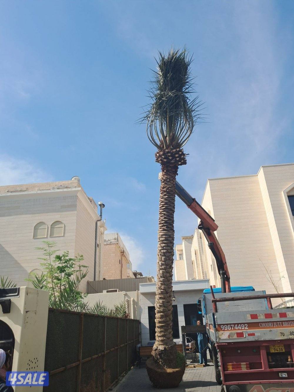 اهوازى نخيل وتنظيف وتكريب وشيل نخل جميع مناطق الكويت 🇰🇼8