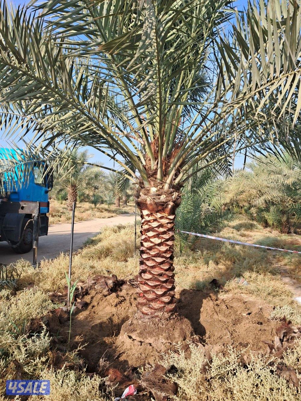 اهوازى نخيل وتنظيف وتكريب وشيل نخل جميع مناطق الكويت 🇰🇼9