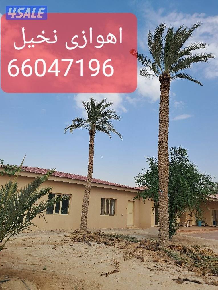 اهوازى نخيل وتنظيف وتكريب وشيل نخل جميع مناطق الكويت 🇰🇼10