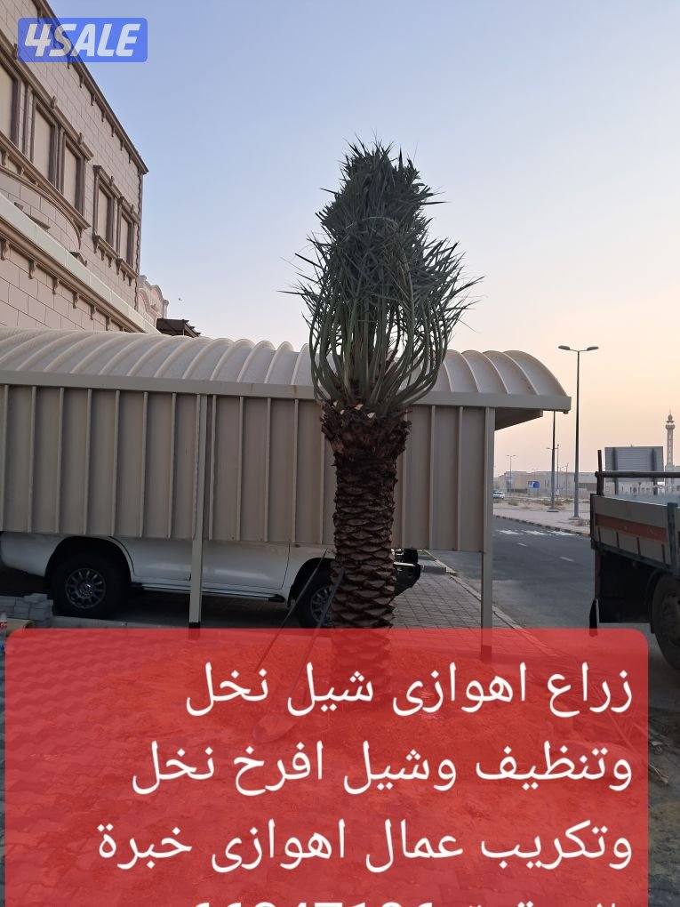 اهوازى نخيل وتنظيف وتكريب وشيل نخل جميع مناطق الكويت 🇰🇼11