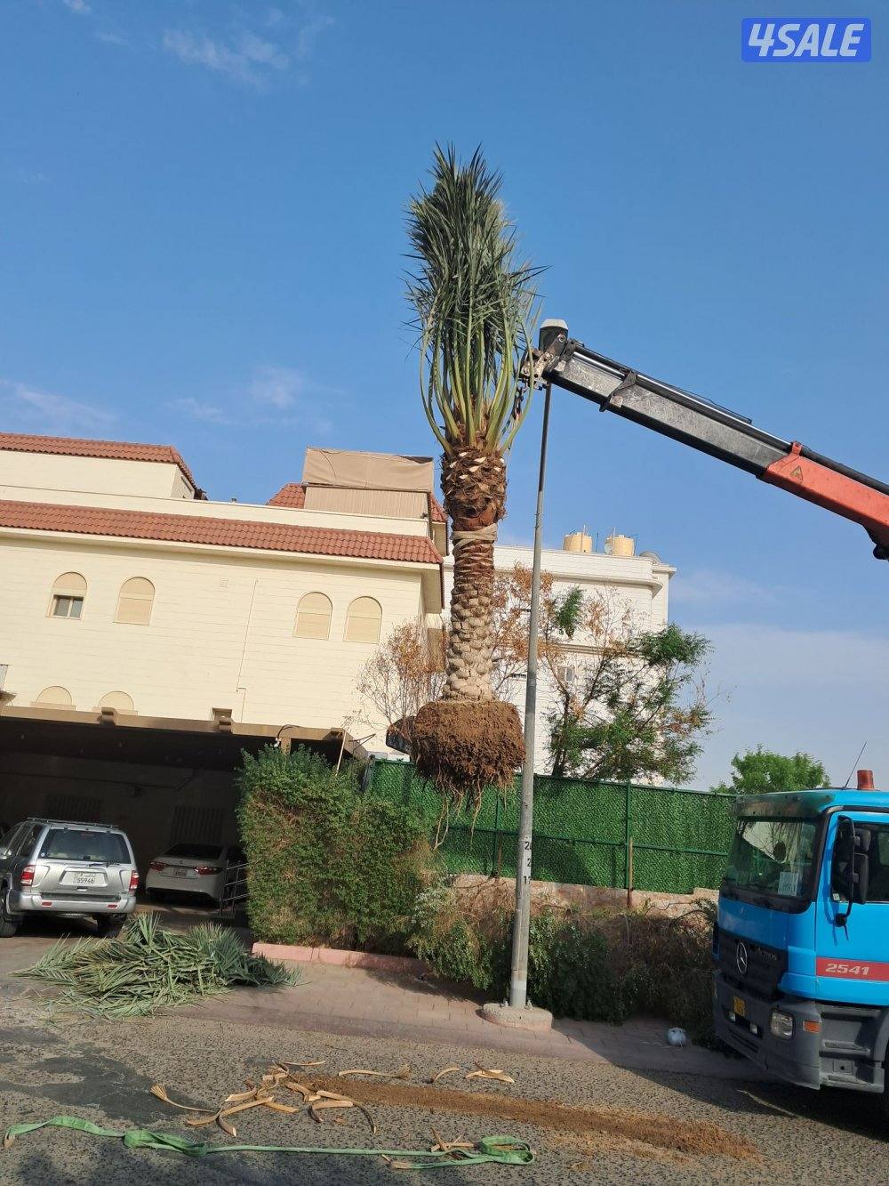 اهوازى نخيل وتنظيف وتكريب وشيل نخل جميع مناطق الكويت 🇰🇼13