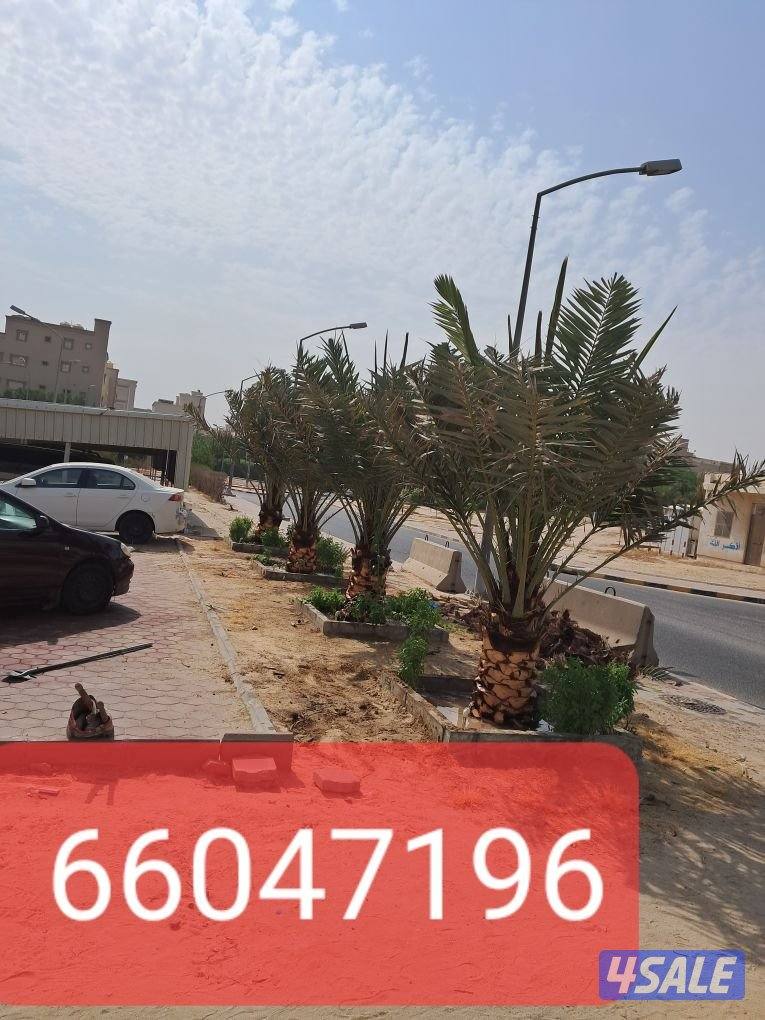 اهوازى نخيل وتنظيف وتكريب وشيل نخل جميع مناطق الكويت 🇰🇼12