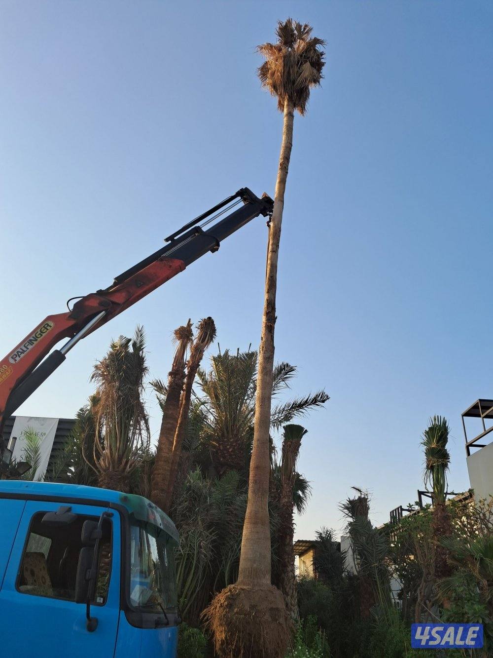 اهوازى نخيل وتنظيف وتكريب وشيل نخل جميع مناطق الكويت 🇰🇼14