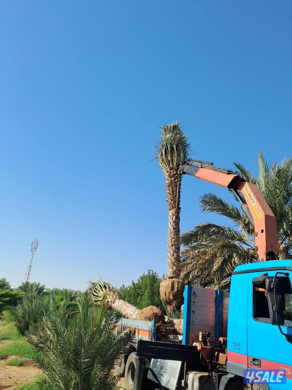 اهوازى نخيل وتنظيف وتكريب وشيل نخل جميع مناطق الكويت 🇰🇼15