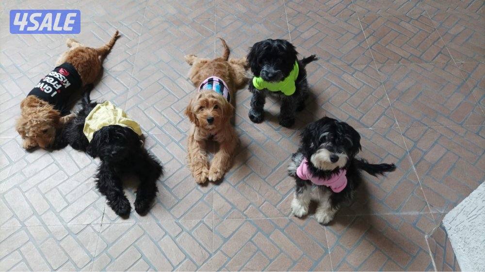 Cockapoo puppies 5 months old. Australian mom and dad. First vaccine ✅0