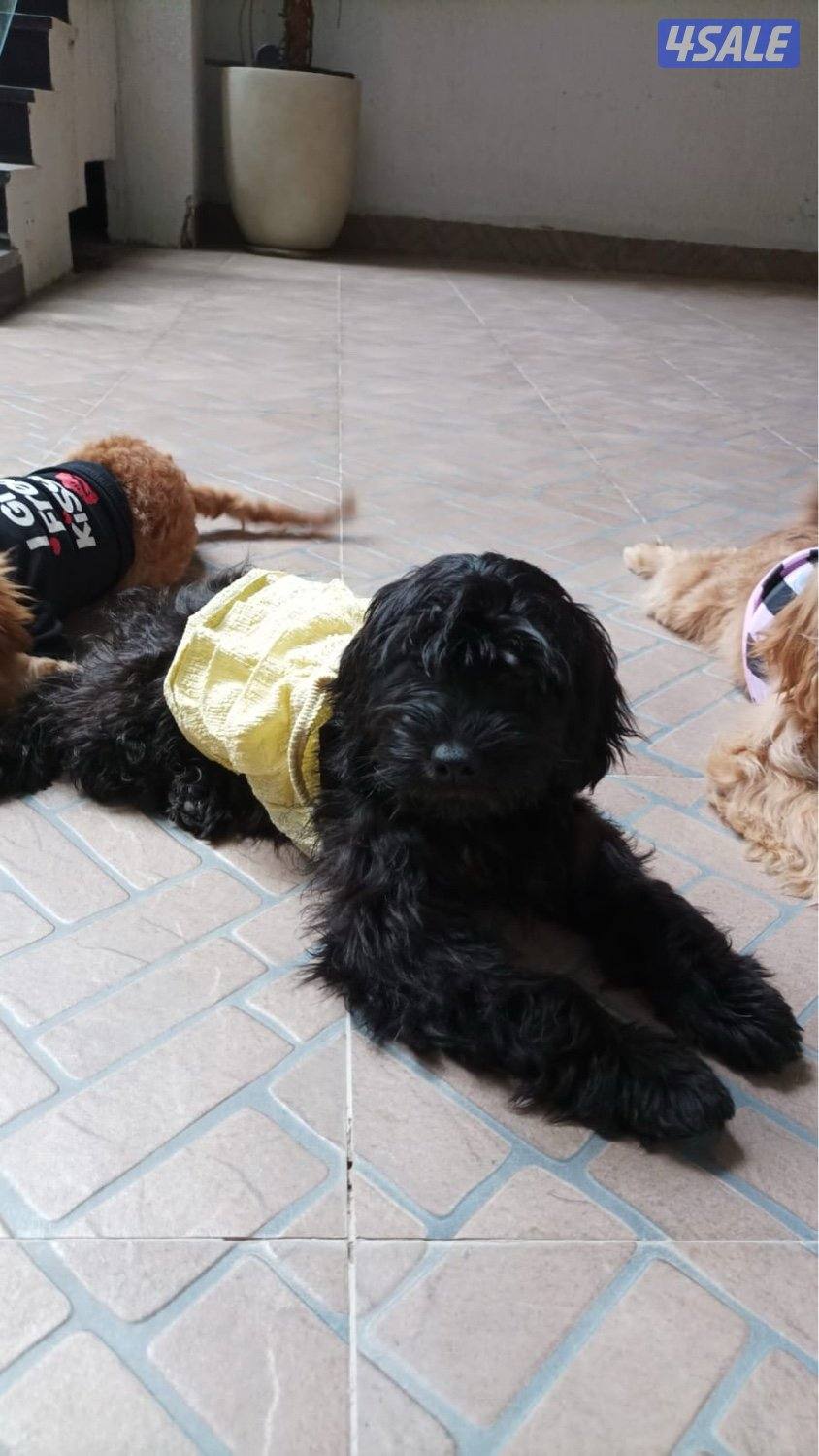 Cockapoo puppies 5 months old. Australian mom and dad. First vaccine ✅2
