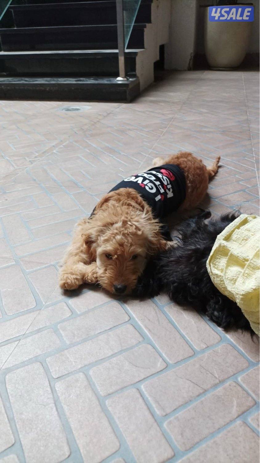 Cockapoo puppies 5 months old. Australian mom and dad. First vaccine ✅1