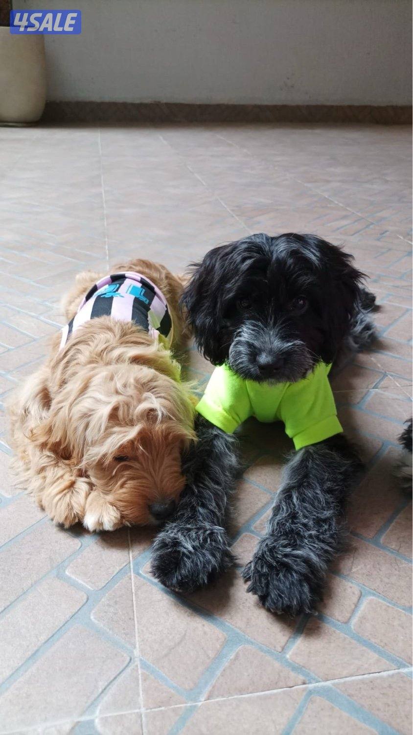 Cockapoo puppies 5 months old. Australian mom and dad. First vaccine ✅3