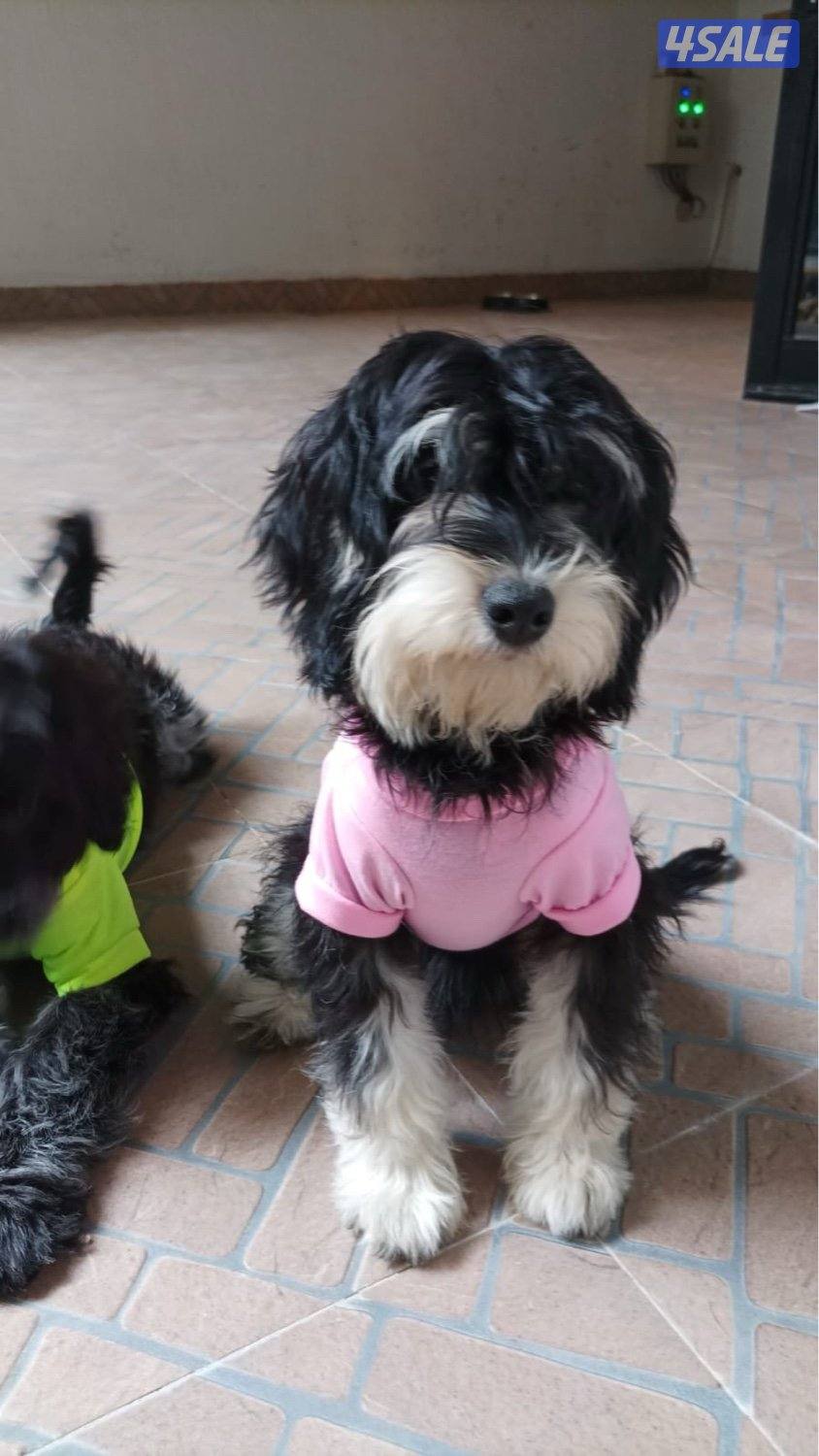 Cockapoo puppies 5 months old. Australian mom and dad. First vaccine ✅4