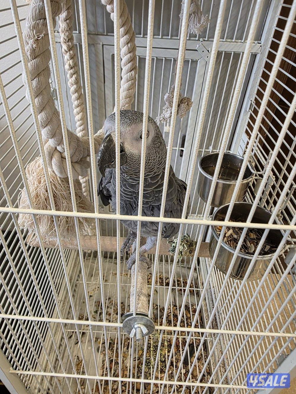 للبيع كاسكو بغبغاء0