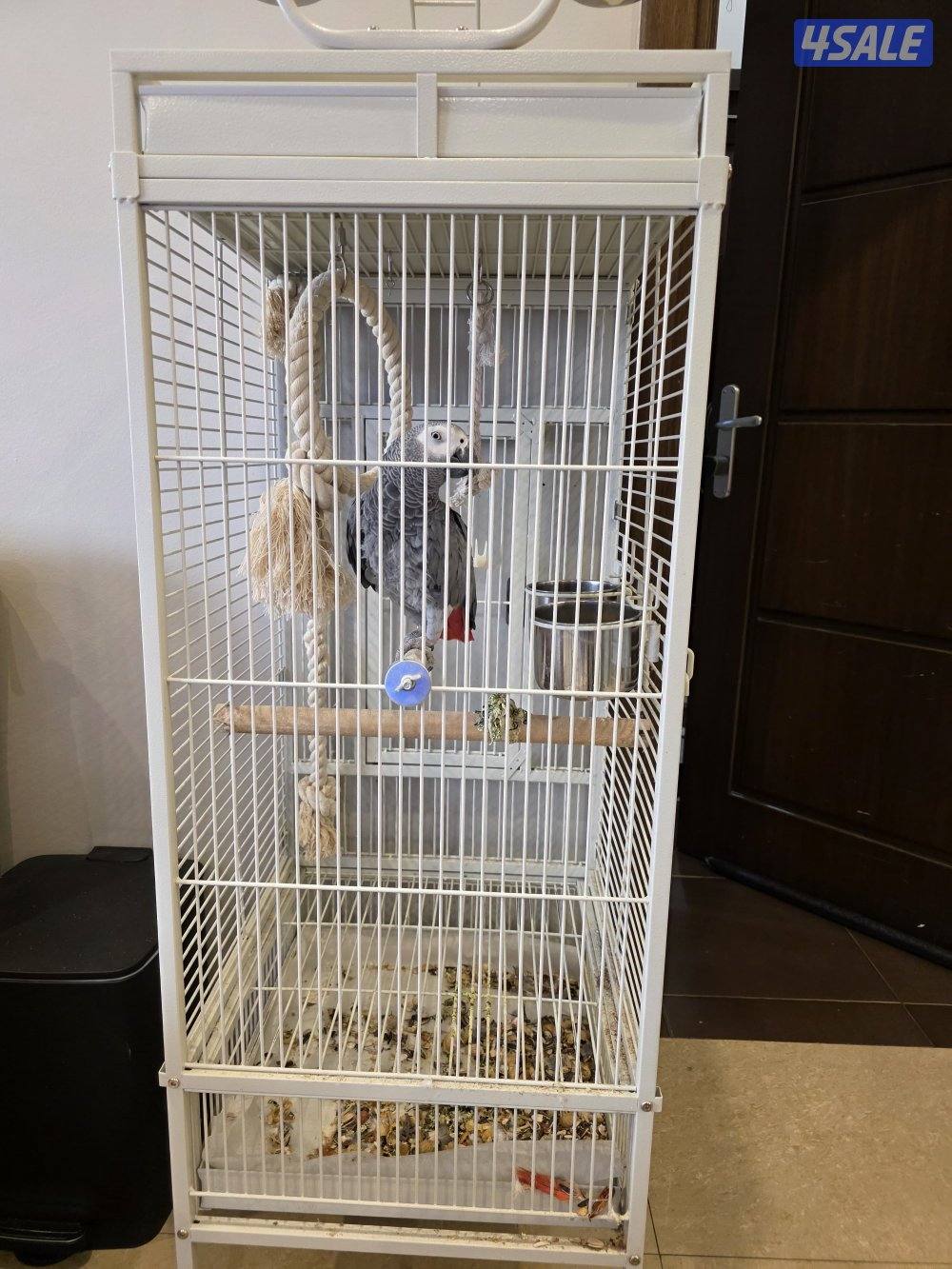 للبيع كاسكو بغبغاء2