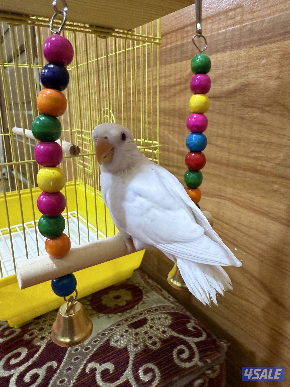 للبيع لوفبيرد ربوه نهاية عس الطير يصلح حق اليهال والكبار5