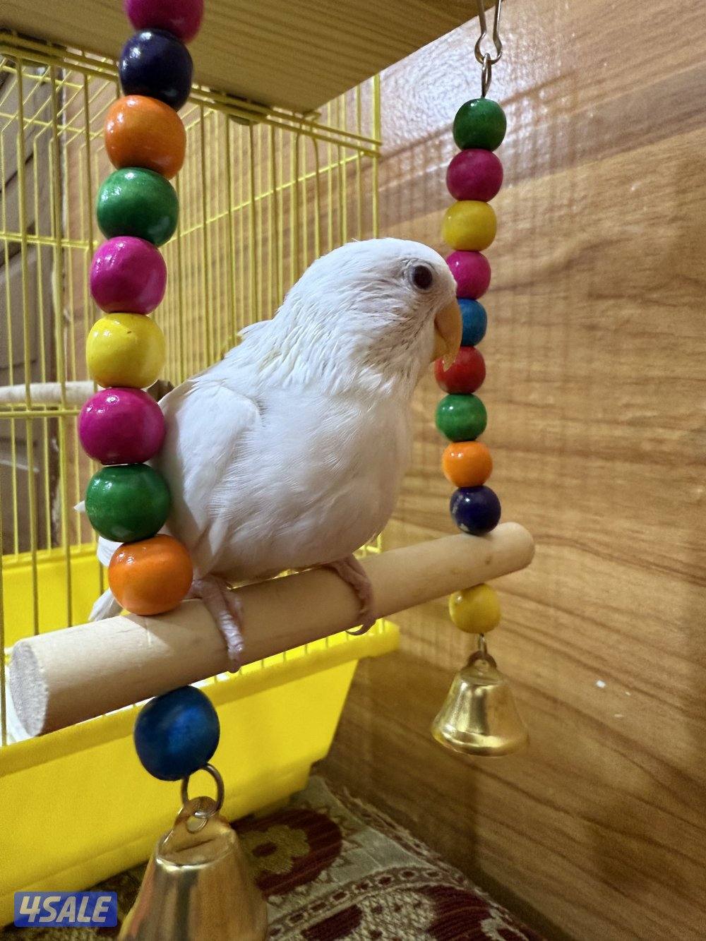 للبيع لوفبيرد ربوه نهاية عس الطير يصلح حق اليهال والكبار6