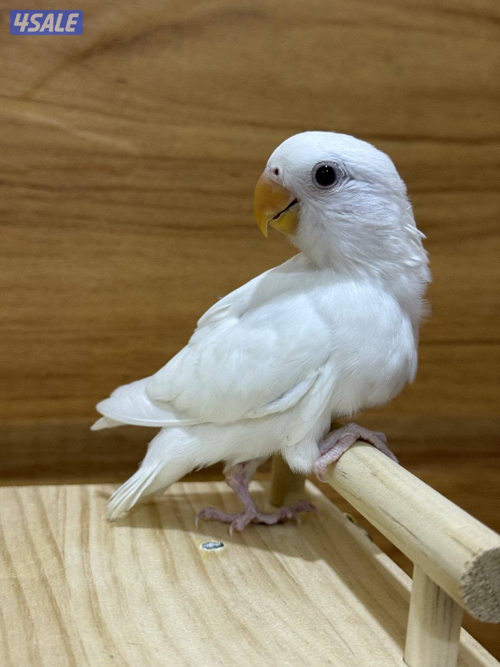 للبيع لوفبيرد ربوه نهاية عس الطير يصلح حق اليهال والكبار7