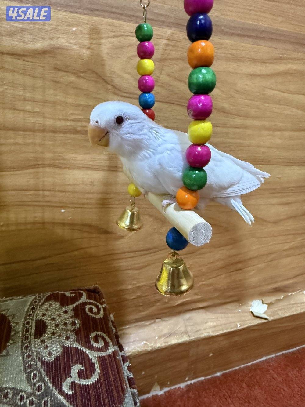 للبيع لوفبيرد ربوه نهاية عس الطير يصلح حق اليهال والكبار8