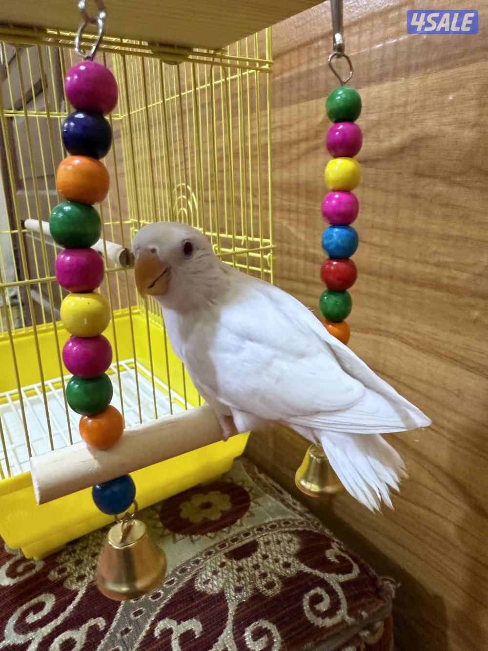 للبيع لوفبيرد ربوه نهاية عس الطير يصلح حق اليهال والكبار9