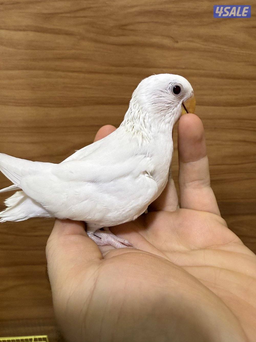 للبيع لوفبيرد ربوه نهاية عس الطير يصلح حق اليهال والكبار10