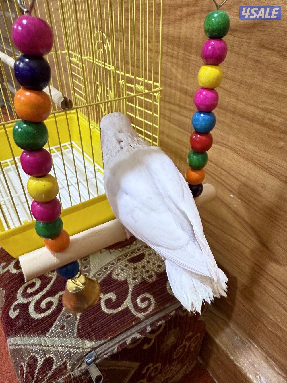 للبيع لوفبيرد ربوه نهاية عس الطير يصلح حق اليهال والكبار11