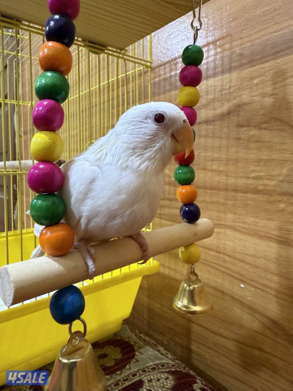 للبيع لوفبيرد ربوه نهاية عس الطير يصلح حق اليهال والكبار12