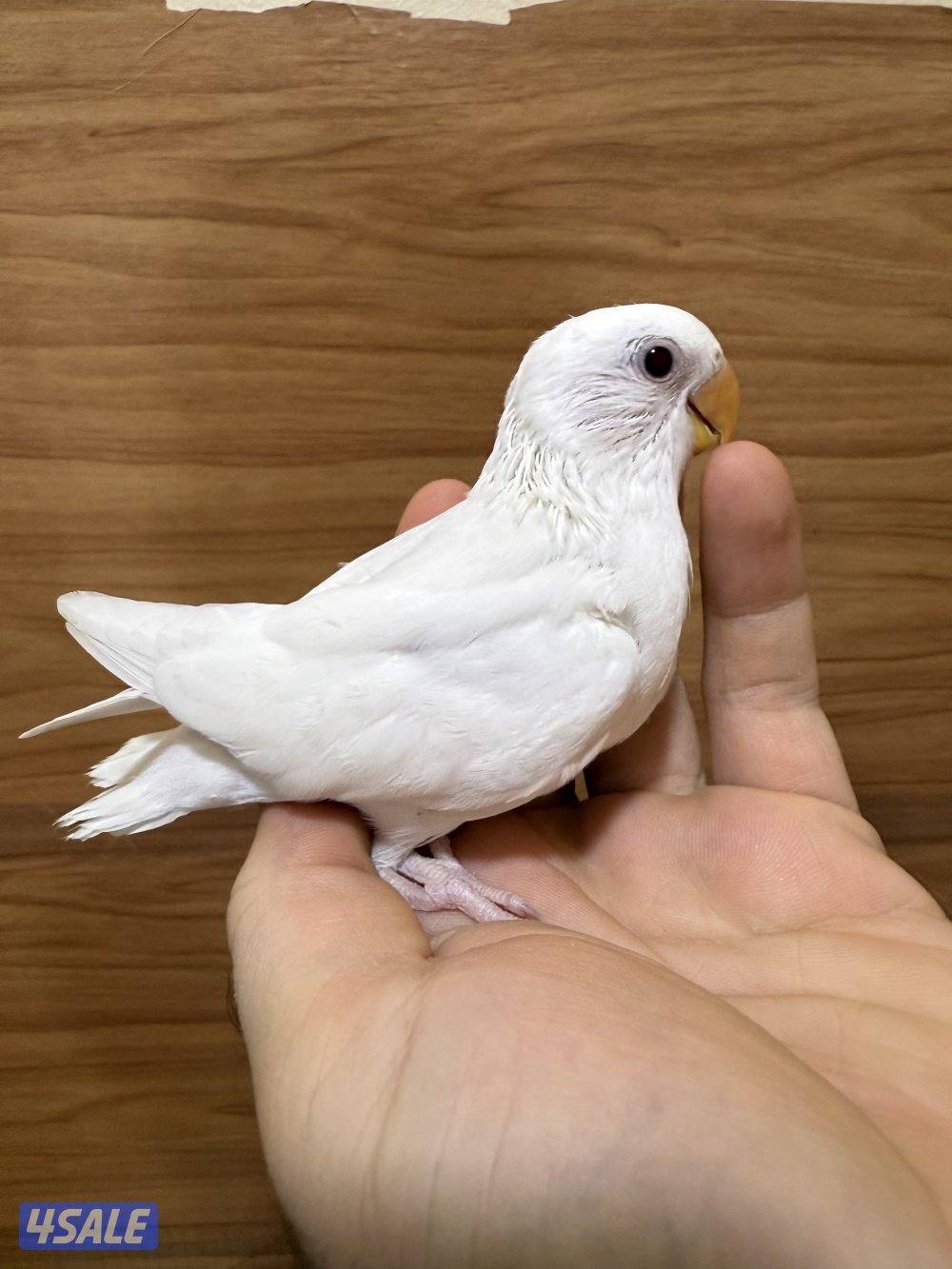 للبيع لوفبيرد ربوه نهاية عس الطير يصلح حق اليهال والكبار13