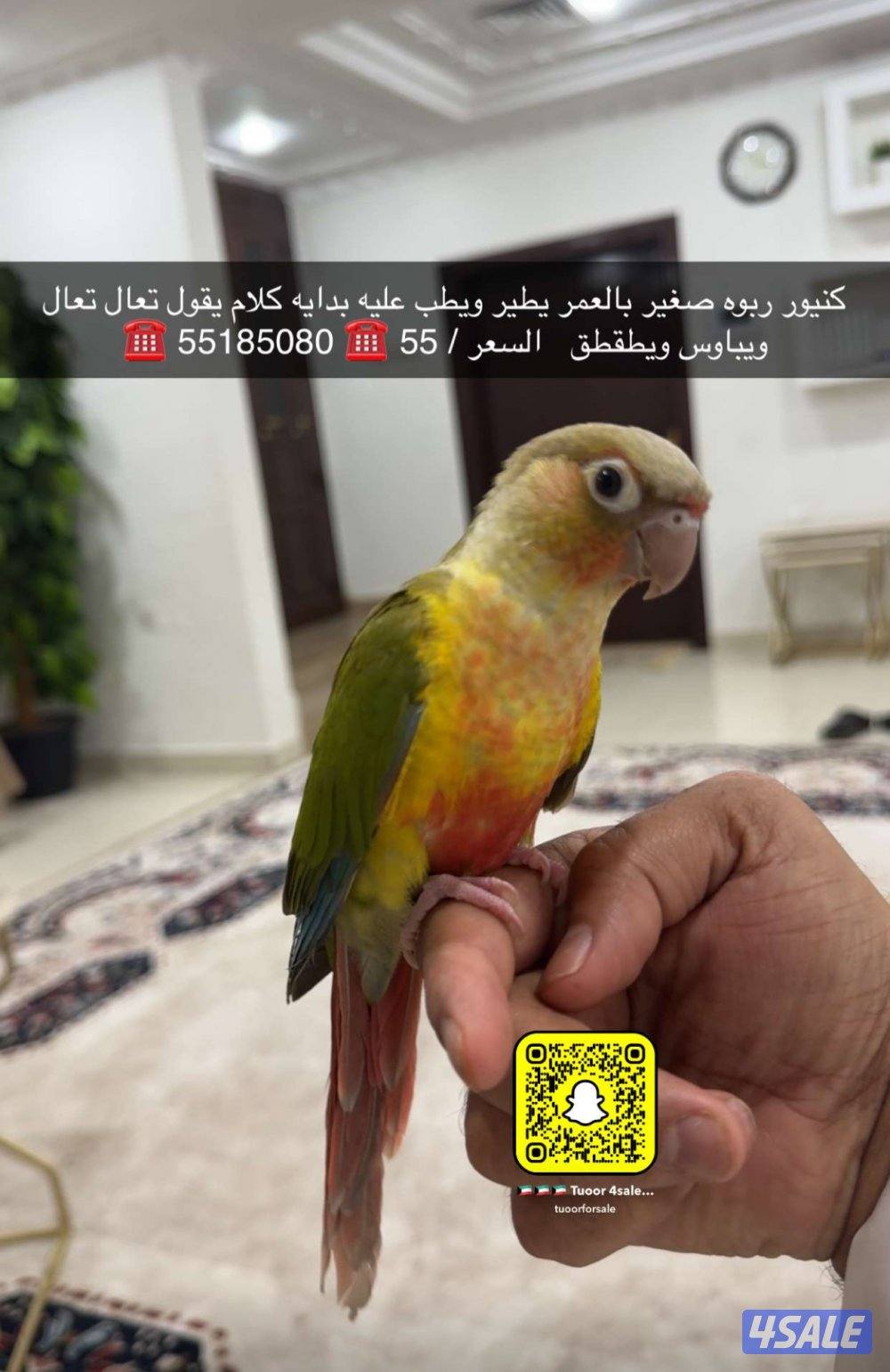للبيع كنيور ربوه ولون جميل0