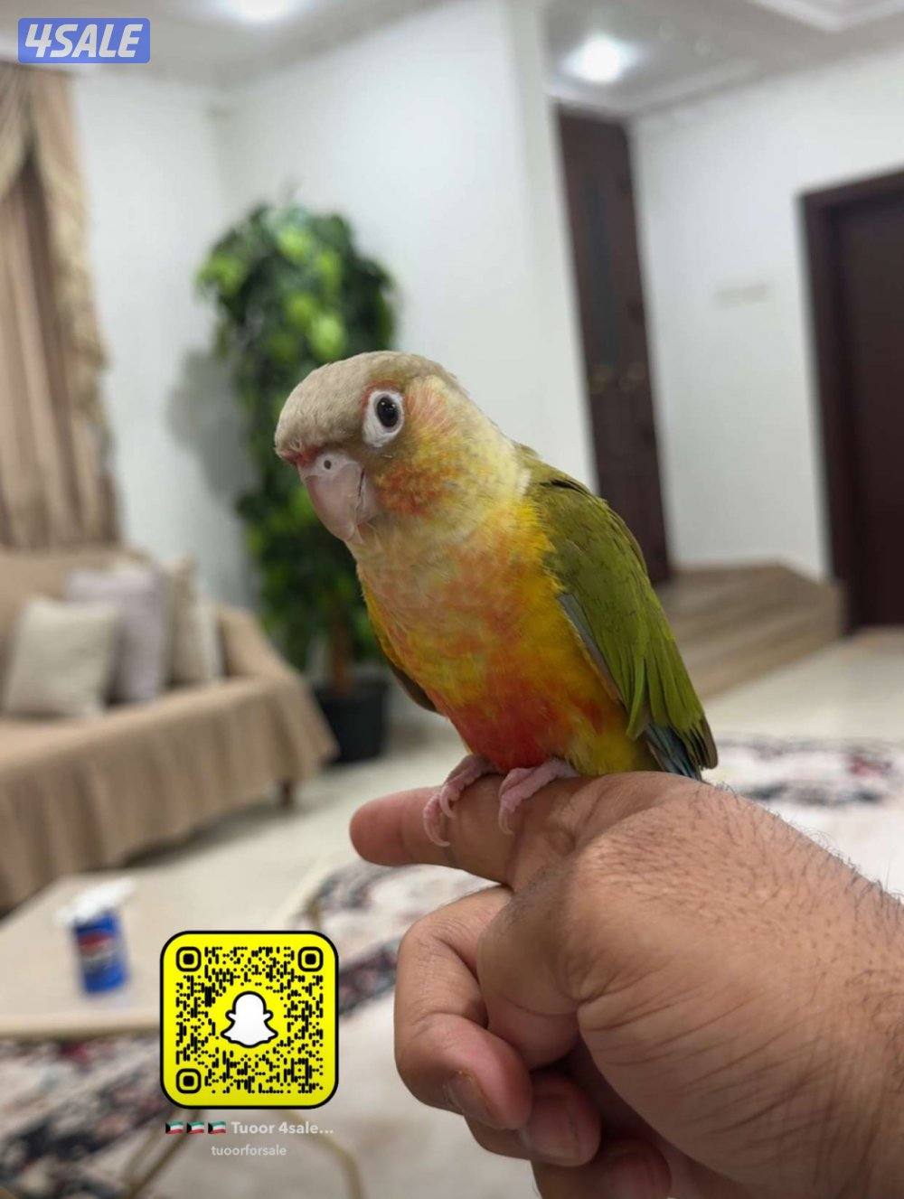 للبيع كنيور ربوه ولون جميل1