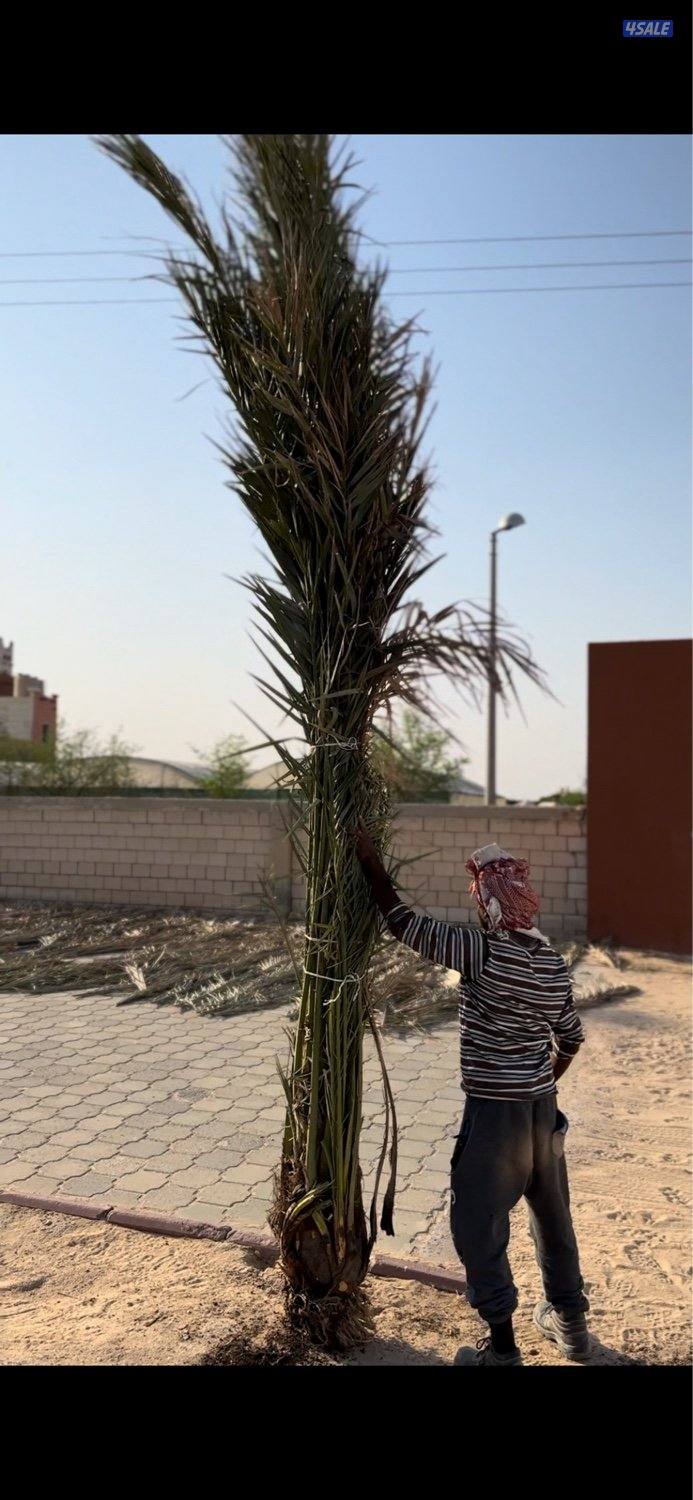 للبيع فروخ نخل صقعي حجم كبير والاستلام من العبدلي0