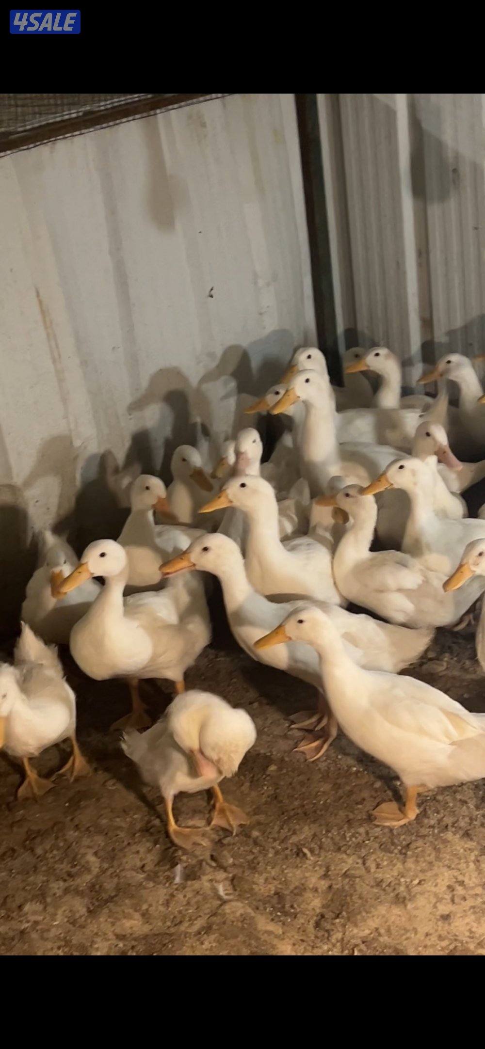 مزارع الوفره0