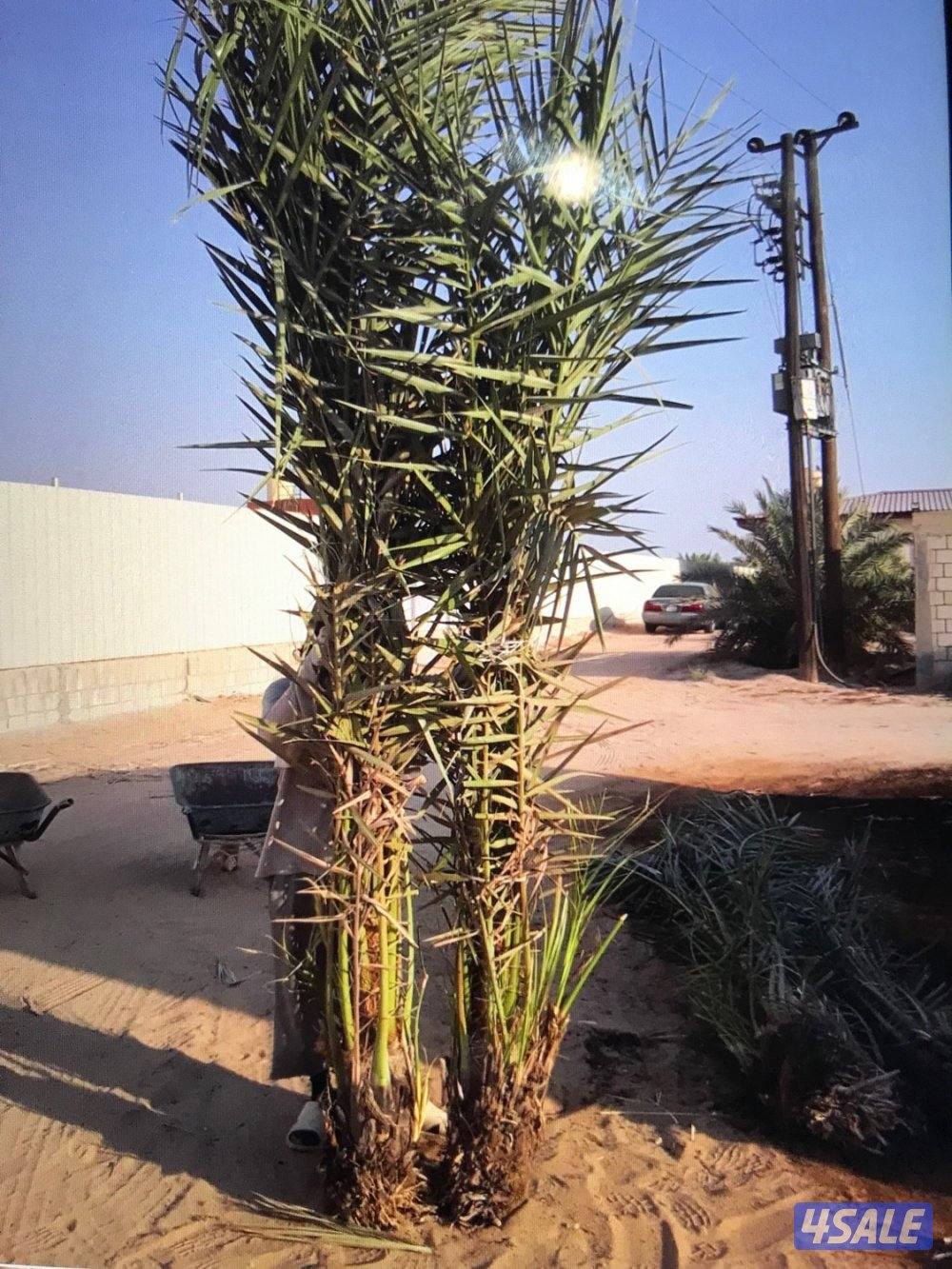 للبيع فروخ نخل صقعي حجم كبير والاستلام من العبدلي1