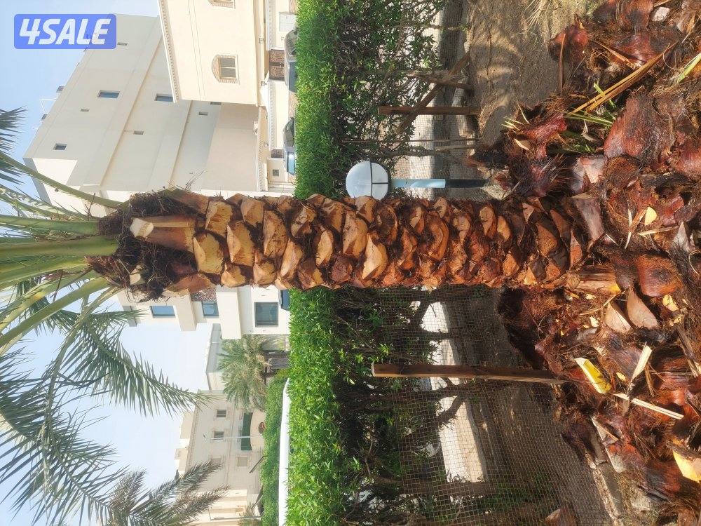 بو محمد لتنظيف النخل وتكريبه وشلع الفروخ وجميع خدمات الحدائق وتركيب شب0