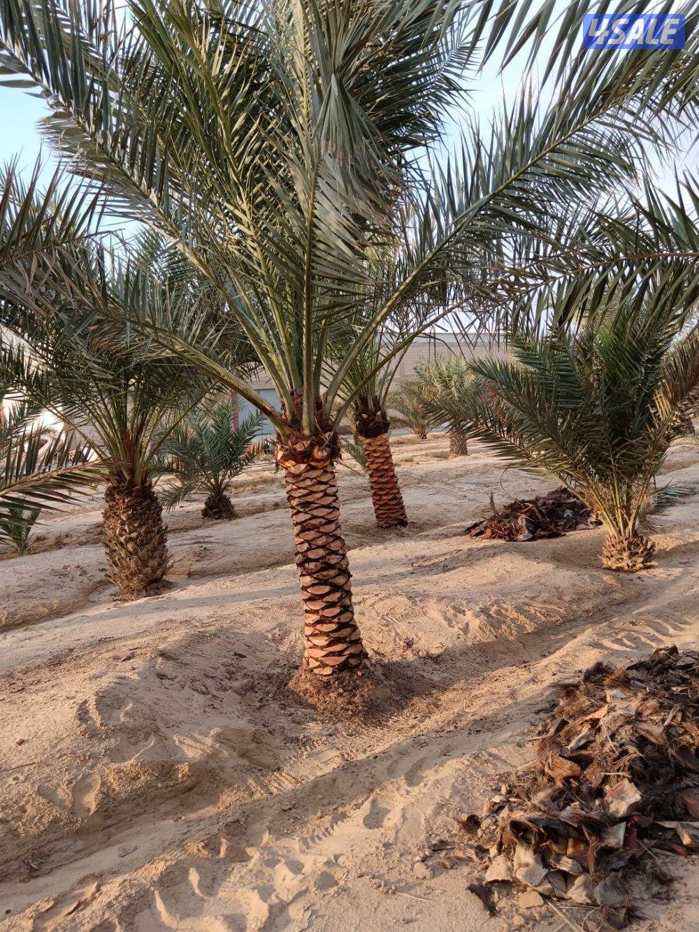 بو محمد لتنظيف النخل وتكريبه وشلع الفروخ وجميع خدمات الحدائق وتركيب شب1