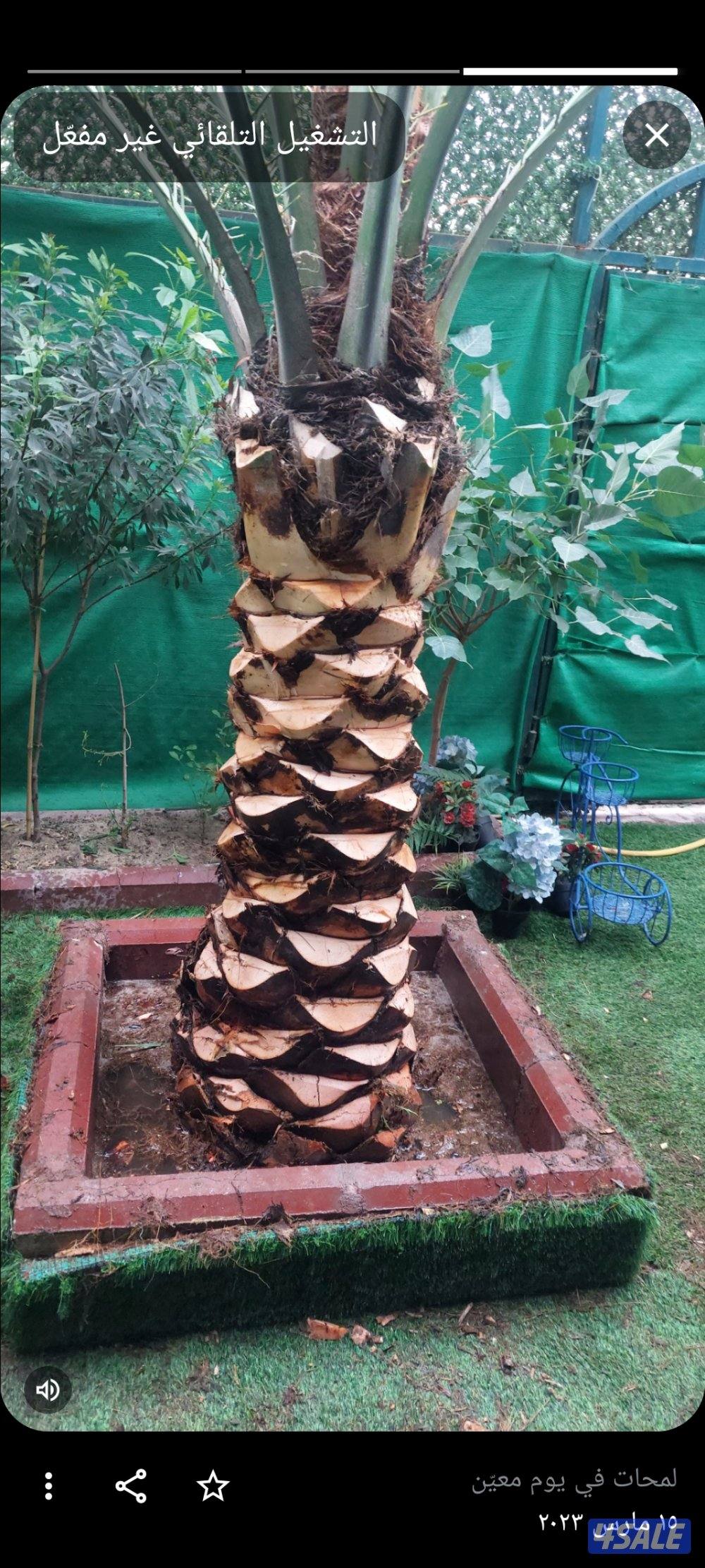 بو محمد لتنظيف النخل وتكريبه وشلع الفروخ وجميع خدمات الحدائق وتركيب شب2