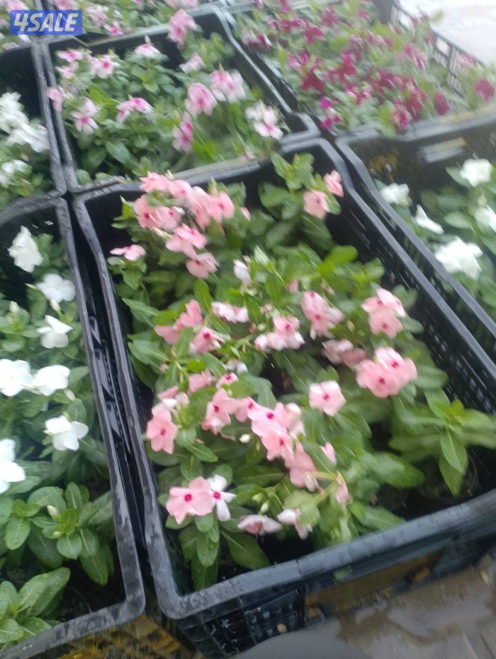 بو محمد لتنظيف النخل وتكريبه وشلع الفروخ وجميع خدمات الحدائق وتركيب شب3