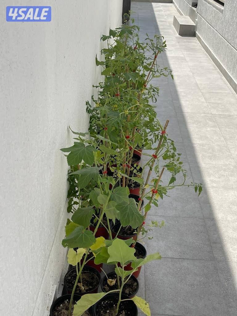 بو محمد لتنظيف النخل وتكريبه وشلع الفروخ وجميع خدمات الحدائق وتركيب شب5