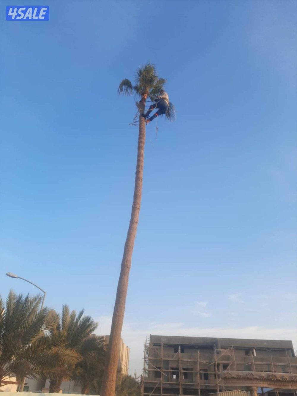 بو محمد لتنظيف النخل وتكريبه وشلع الفروخ وجميع خدمات الحدائق وتركيب شب11