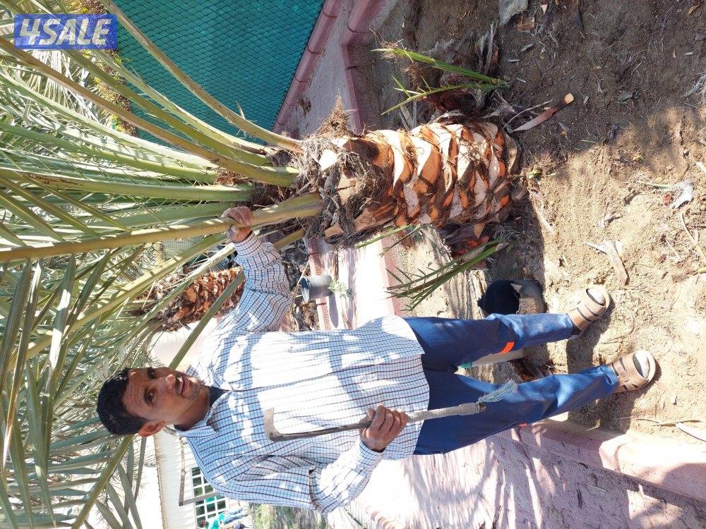 بو محمد لتنظيف النخل وتكريبه وشلع الفروخ وجميع خدمات الحدائق وتركيب شب12