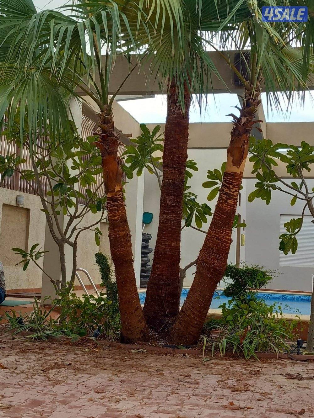 بو محمد لتنظيف النخل وتكريبه وشلع الفروخ وجميع خدمات الحدائق وتركيب شب13